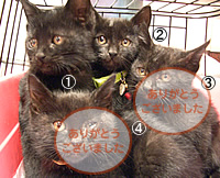 里親募集：黒猫４兄妹