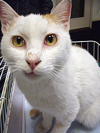 里親募集：２～３歳位のオス