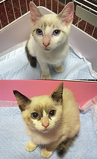 里親募集:生後5~6齢くらいの洋猫スタイルの兄妹