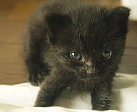 里親募集:生後10日齢の黒猫の男の子