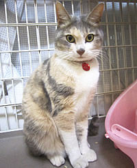 里親募集:まんまるの三毛猫ちゃん