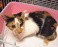 里親募集:小柄な三毛猫ちゃん