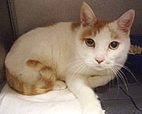 里親募集:白茶元気な猫ちゃん