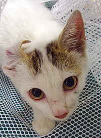 里親募集:生後5~6齢くらいの洋猫スタイルの兄妹
