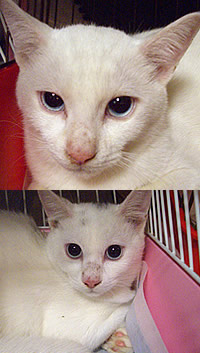 里親募集:生後5~6齢くらいの洋猫スタイルの兄妹