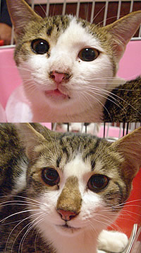 里親募集:生後5~6齢くらいの洋猫スタイルの兄妹