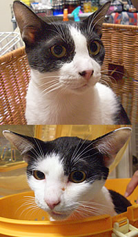 里親募集:生後5~6齢くらいの洋猫スタイルの兄妹