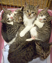 里親募集:生後5~6齢くらいの洋猫スタイルの兄妹