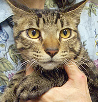 里親募集:生後5~6齢くらいの洋猫スタイルの兄妹