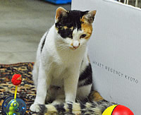 里親募集:生後およそ7ヶ月齢の三毛猫