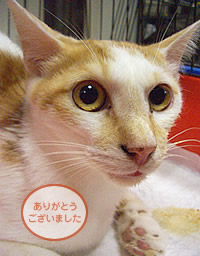 里親募集:白と茶トラの兄弟