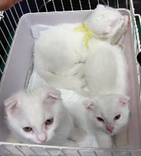 里親募集:珍しいスコティッシュフォールドとシャム猫mixの白猫ちゃん