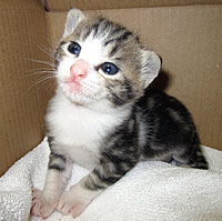 里親募集:生後2週齢の幼い猫ちゃん