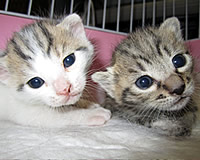 里親募集：生後２週齢の幼い猫ちゃん