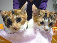 里親募集:三毛猫の可愛い姉妹猫ちゃん
