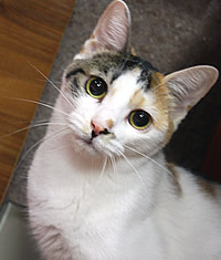 里親募集:スレンダーな三毛猫ちゃん