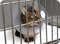 犬、猫の健康診断